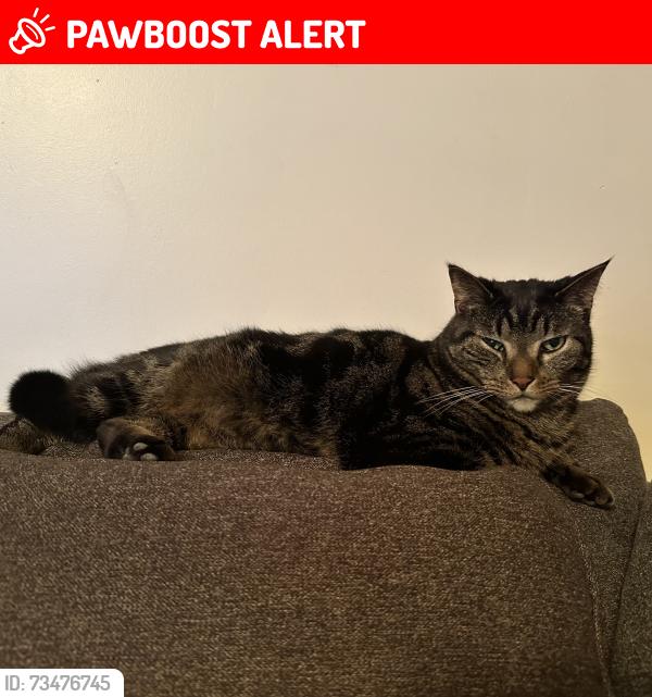 Lost Male Cat last seen Wanondoger Trail and Pennfield Rd, Pennfield Township, MI 49017