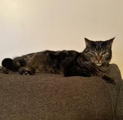Lost Male Cat last seen Wanondoger Trail and Pennfield Rd, Pennfield Township, MI 49017