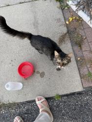 Found/Stray Male Cat last seen Highview and 165th street in Lakeville, Lakeville, MN 55044
