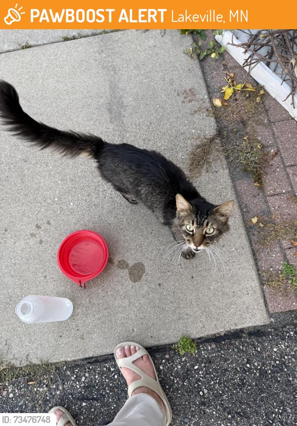 Found/Stray Male Cat last seen Highview and 165th street in Lakeville, Lakeville, MN 55044
