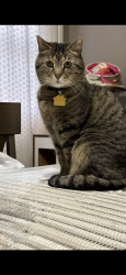 Lost Male Cat last seen Near Clay street, Lancaster, PA 17602