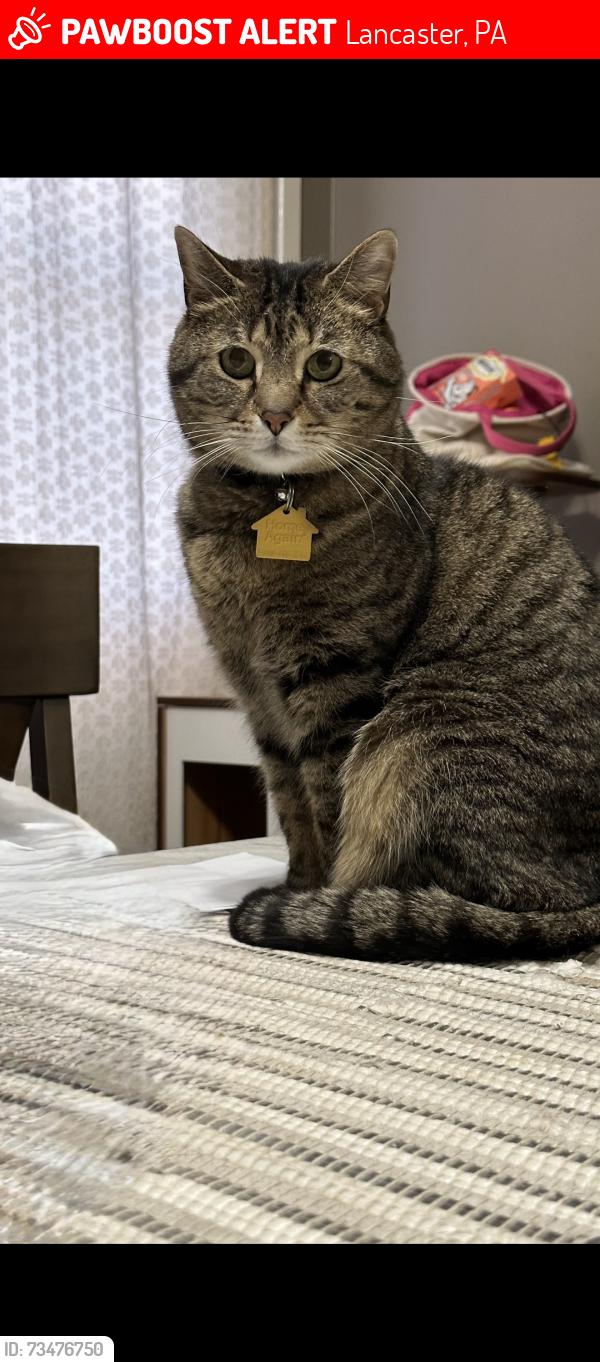 Lost Male Cat last seen Near Clay street, Lancaster, PA 17602