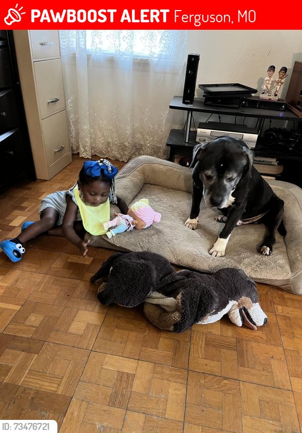 Lost Male Dog last seen West Florissant and Stein road, Ferguson, MO 63135