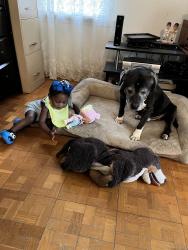 Lost Male Dog last seen West Florissant and Stein road, Ferguson, MO 63135