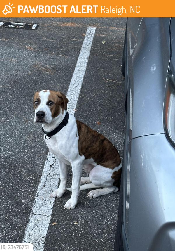 Found/Stray Male Dog last seen Saint Raphael the Archangel Catholic Church, Raleigh, NC 27614