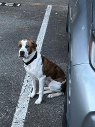 Found/Stray Male Dog last seen Saint Raphael the Archangel Catholic Church, Raleigh, NC 27614