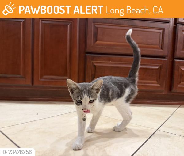 Found/Stray Unknown Cat last seen Blackthorne and Centralia, Long Beach, CA 90808