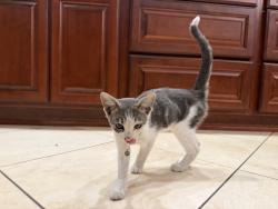 Found/Stray Unknown Cat last seen Blackthorne and Centralia, Long Beach, CA 90808