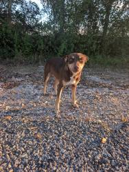 Found/Stray Female Dog last seen Tompkins and Laneview, Waller County, TX 77445