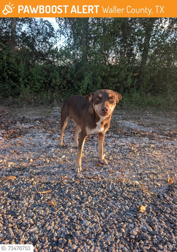Found/Stray Female Dog last seen Tompkins and Laneview, Waller County, TX 77445