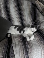 Found/Stray Female Cat last seen Near 3rd Ave n St. Petersburg FL, St. Petersburg, FL 33713