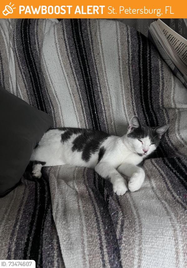 Found/Stray Female Cat last seen Near 3rd Ave n St. Petersburg FL, St. Petersburg, FL 33713