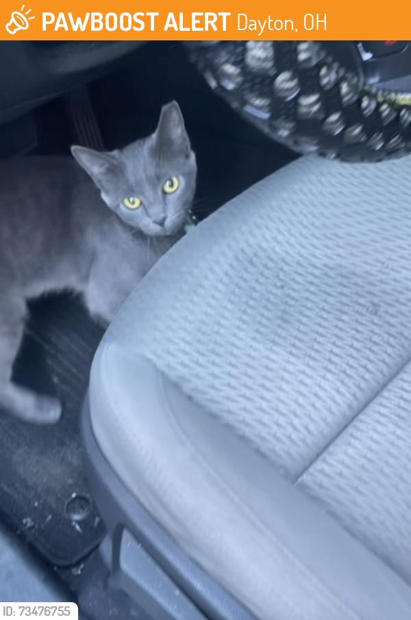 Found/Stray Unknown Cat last seen At the school in the bushes, Dayton, OH 45410