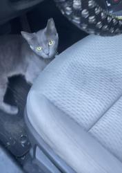 Found/Stray Unknown Cat last seen At the school in the bushes, Dayton, OH 45410
