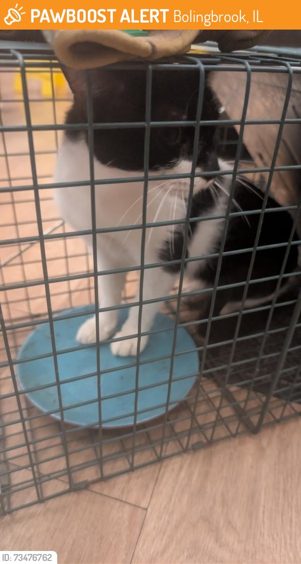 Found/Stray Female Cat last seen Ridgewood Dr and Thackeray Dr in Bolingbrook, Bolingbrook, IL 60440