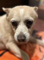 Found/Stray Male Dog last seen Chapman and Echo Hill, Watauga, TX 76148