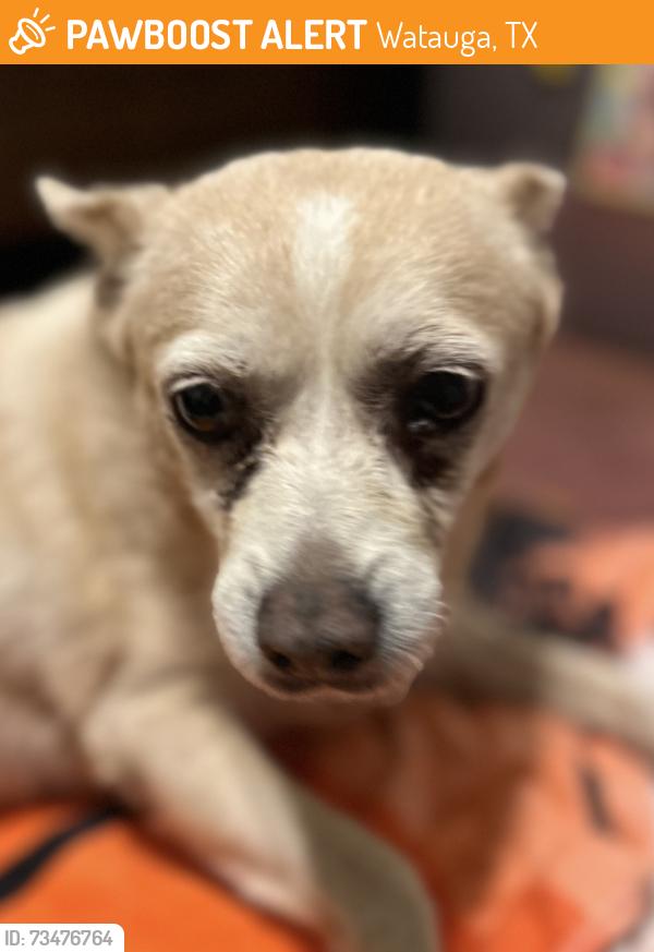Found/Stray Male Dog last seen Chapman and Echo Hill, Watauga, TX 76148
