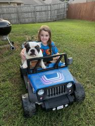 Lost Male Dog last seen McFarland, cottage hill, Mobile, AL 36695