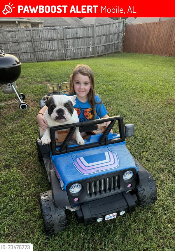 Lost Male Dog last seen McFarland, cottage hill, Mobile, AL 36695