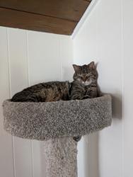 Reunited Male Cat last seen Oakview Rd, High Point, NC 27265