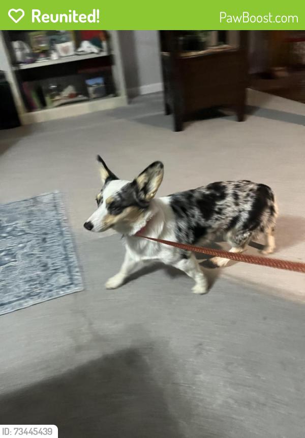 Reunited Female Dog last seen Trenton High School, Trenton, TX 75490