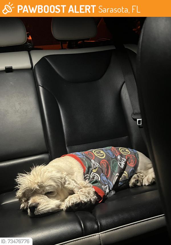 Found/Stray Female Dog last seen Near Fruitville Rd., Sarasota, FL 34237