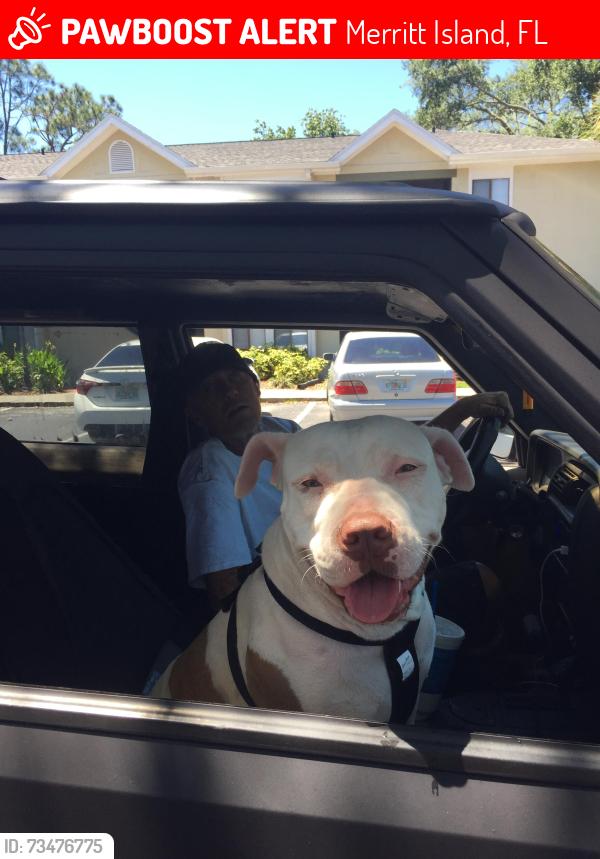 Lost Female Dog last seen Merritt island Walmart, Merritt Island, FL 32952
