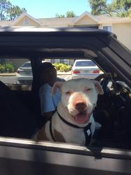 Lost Female Dog last seen Merritt island Walmart, Merritt Island, FL 32952