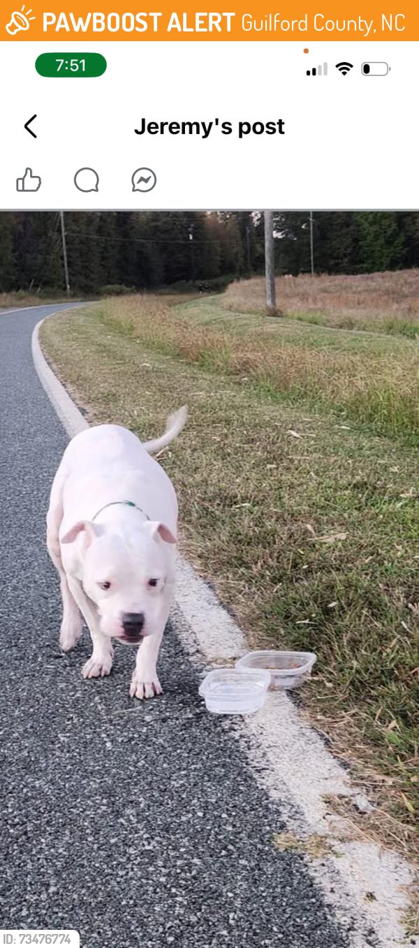 Found/Stray Male Dog last seen Huffine Farm Rd Gibsonville/McCleansville, Guilford County, NC 27301
