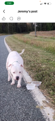 Found/Stray Male Dog last seen Huffine Farm Rd Gibsonville/McCleansville, Guilford County, NC 27301