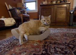 Reunited Female Cat last seen 140th street and puritas across from blessed trinity, Cleveland, OH 44135