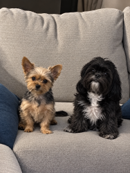 Lost Female Dog last seen Near and lancaster, Fort Worth, TX 76112