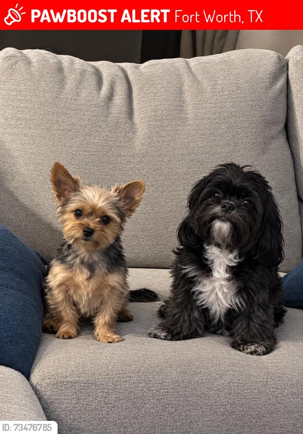 Lost Female Dog last seen Near and lancaster, Fort Worth, TX 76112
