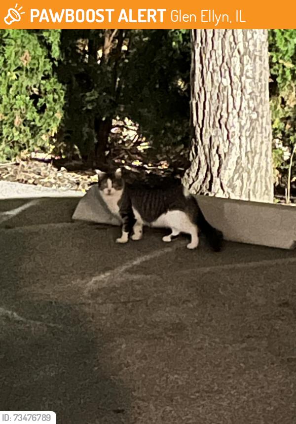Found/Stray Unknown Cat last seen Parkside apmts Parking lot. Near the dumpster closest to N Main Street, Glen Ellyn, IL 60137