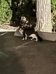 Found/Stray Unknown Cat last seen Parkside apmts Parking lot. Near the dumpster closest to N Main Street, Glen Ellyn, IL 60137