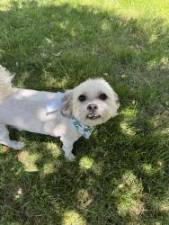 Reunited Male Dog last seen Near martha curtis drive, Alexandria, VA 22302