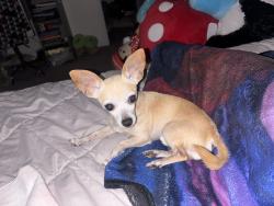 Reunited Male Dog last seen Wolverine, Port St. Lucie, FL 34986