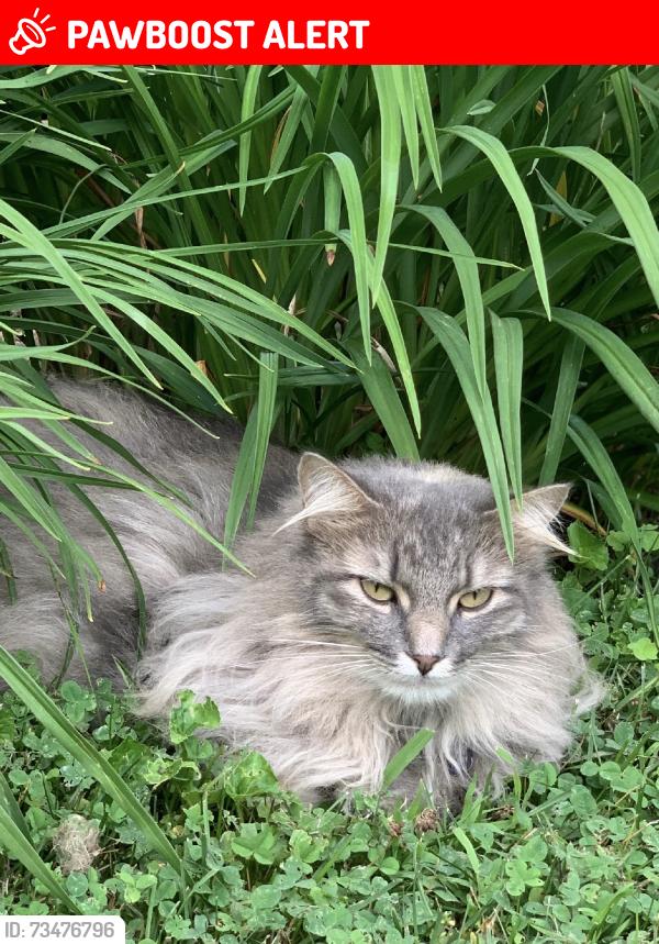 Lost Female Cat last seen Locust Grove Rd and Wilton Road, Greenfield Center, NY 12833