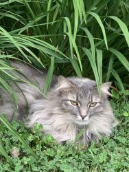 Lost Female Cat last seen Locust Grove Rd and Wilton Road, Greenfield Center, NY 12833