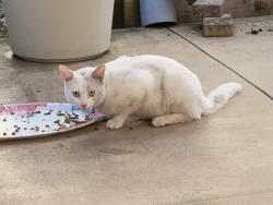 Found/Stray Unknown Cat last seen Near NW 76th ave Hollywood Florida, Hollywood, FL 33024