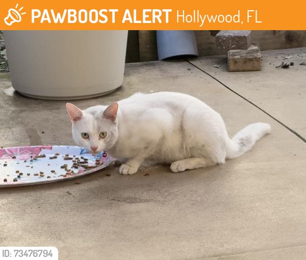 Found/Stray Unknown Cat last seen Near NW 76th ave Hollywood Florida, Hollywood, FL 33024