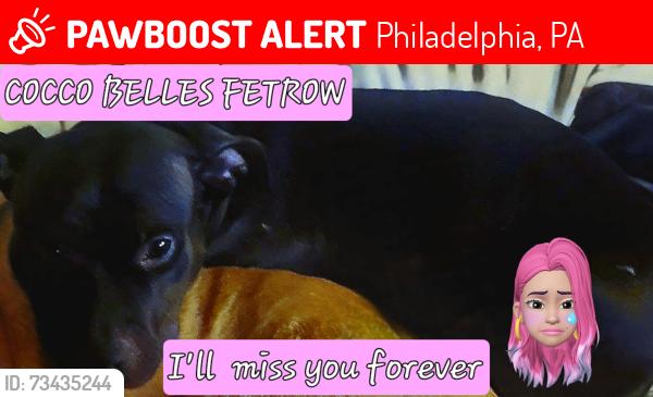 Lost Female Dog last seen Southwest Philly, Philadelphia, PA 19140