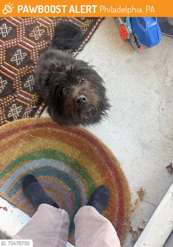 Found/Stray Male Dog last seen W Duval Street and Cherokee Street Germantown, Philadelphia, PA 19144
