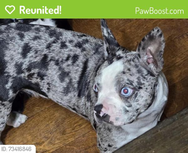 Reunited Female Dog last seen By 301, Pasco County, FL 33525