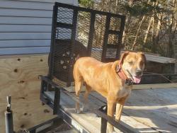 Lost Male Dog last seen Pine Needle Cir, Anderson County, SC 29625