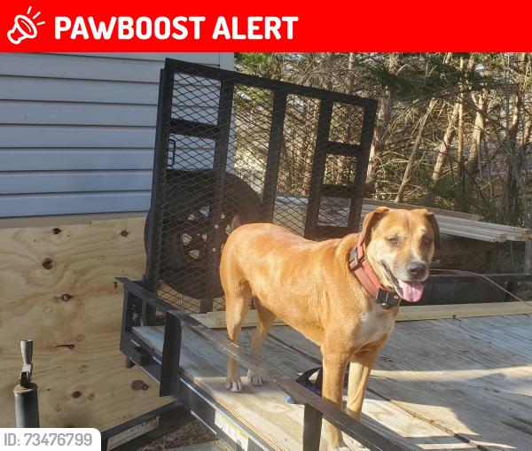 Lost Male Dog last seen Pine Needle Cir, Anderson County, SC 29625