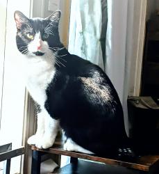 Lost Male Cat last seen Stadium/Park Dale area, Edmonton, AB T5B 0C8