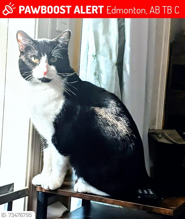 Lost Male Cat last seen Stadium/Park Dale area, Edmonton, AB T5B 0C8
