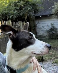 Found/Stray Female Dog last seen Spring St SW & Chestnut, Concord, NC 28025