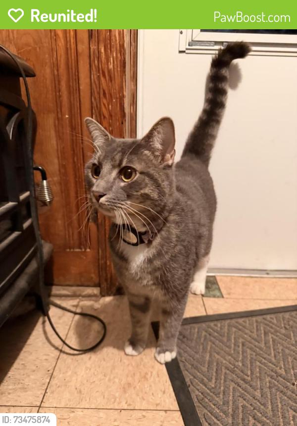 Reunited Male Cat last seen Blue Ridge Deli, Durham, NC 27713
